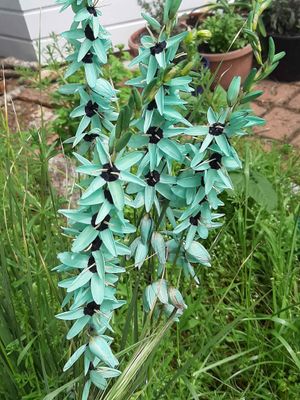 Ixia viridiflora, Perennial Flowers | Crafted Earth